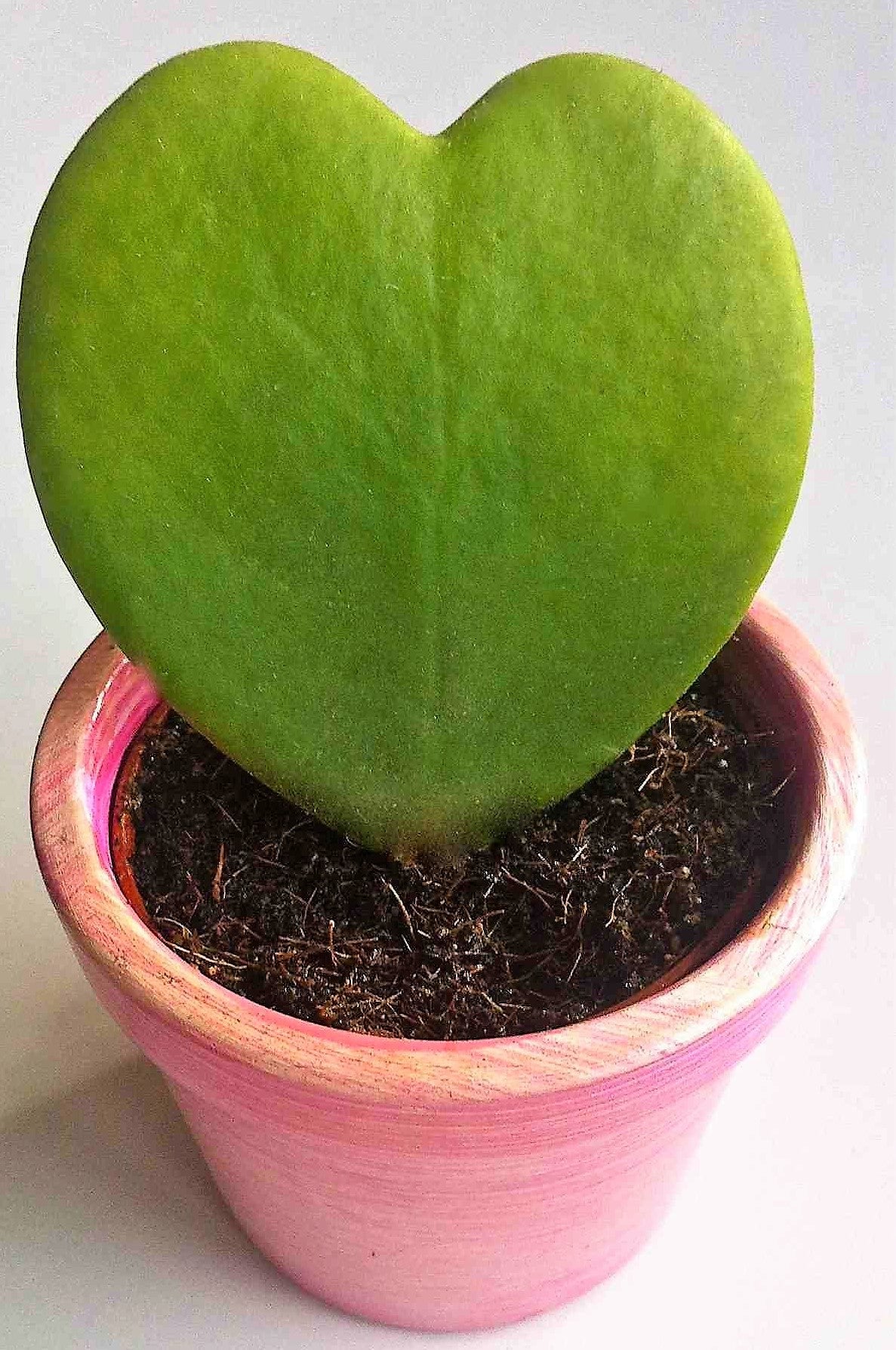 Lucky Heart, Hoya Kerrii – image 4