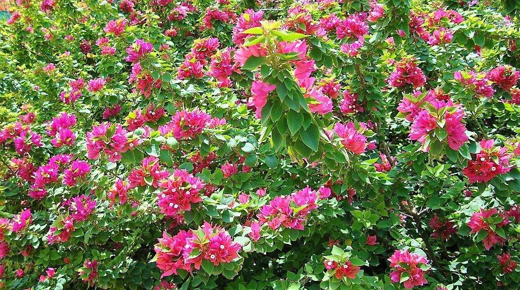 Bougainvillea Pink Pixie – image 5