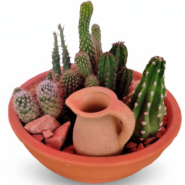 Cactus Outdoor – image 3
