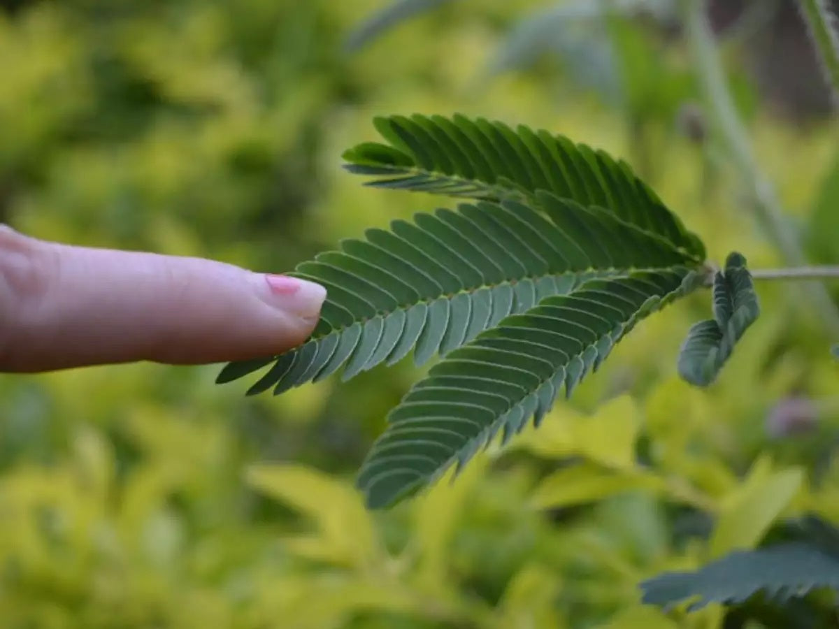 Touch me not, Mimosa Pudica – image 2