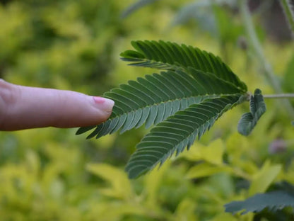 Touch me not, Mimosa Pudica – image 2