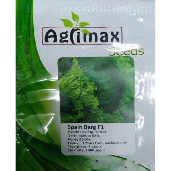 Spain Berg F1 Iceberg Lettuce Premium Quality Seeds – image 1
