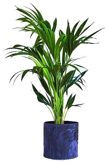 Areca Small, Butterfly Palm , Cane Palm – image 3