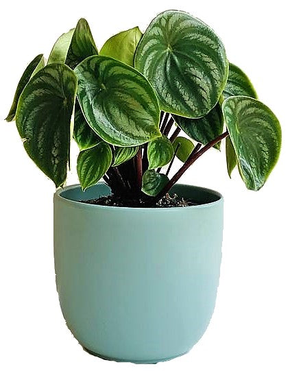 Watermelon Peperomia, Peperomia Argyreia – image 3