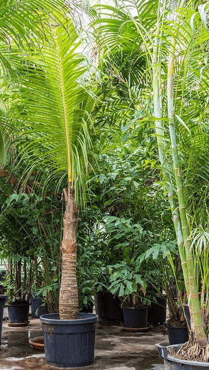 Coconut Palm, Cocos Nucifera – image 9