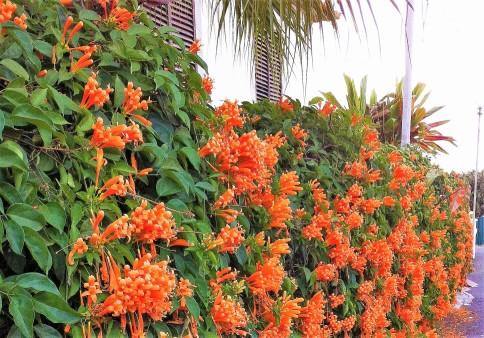 Campsis Radicans, Trumpet Vine – image 4