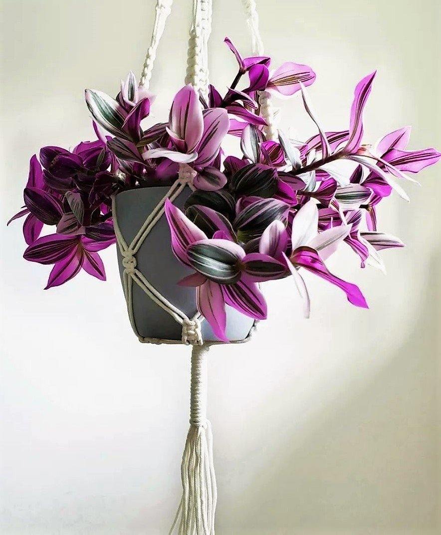 Fantasy Venice, Tradescantia Nanouk – image 5