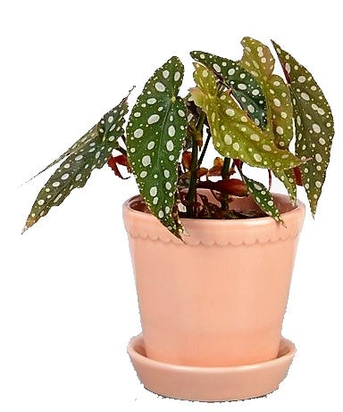 Polka Dot begonia, Begonia Maculata – image 5