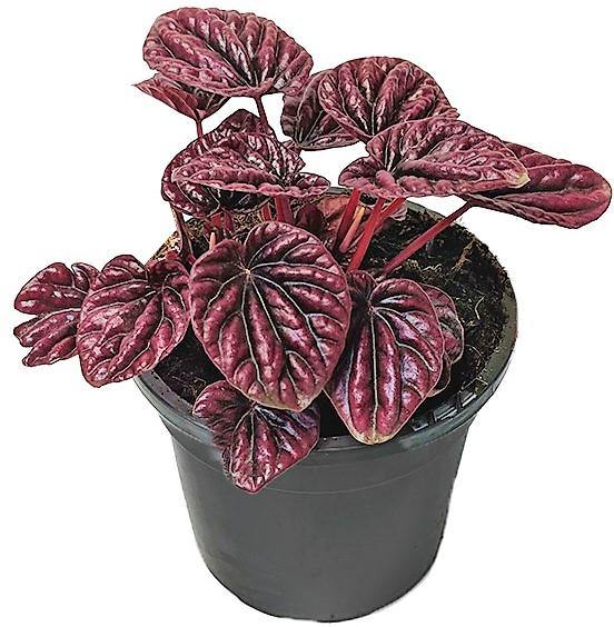 Peperomia Red Luna – image 5