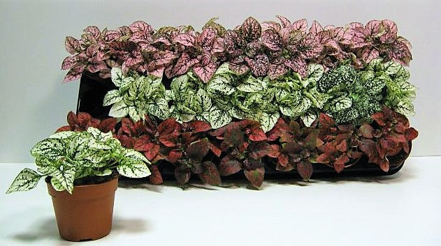 Polka Dot Plant, Hypoestes Phyllostachya indoor – image 5