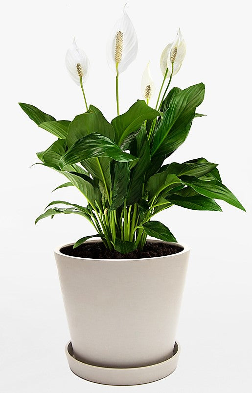 Peace Lily - Spathiphyllum – Green Plants