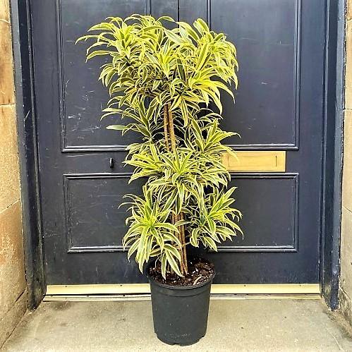 Dracaena Reflexa, Song of India, Pleomele – image 6