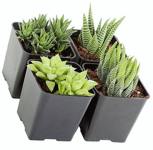 Haworthia Succulents – image 4