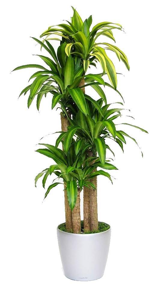 Dracaena Massangeana - Dracaena Fragrans – Green Plants
