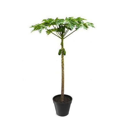Papaya Tree, Carica Papaya – image 7