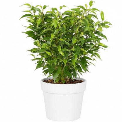 Ficus Benjamina, Kinky – image 4