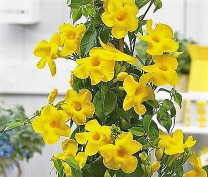 Yellow Bell Climber, Mandevilla Splendens – image 3