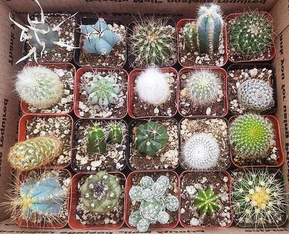 Ornamental Cactus Small – image 6