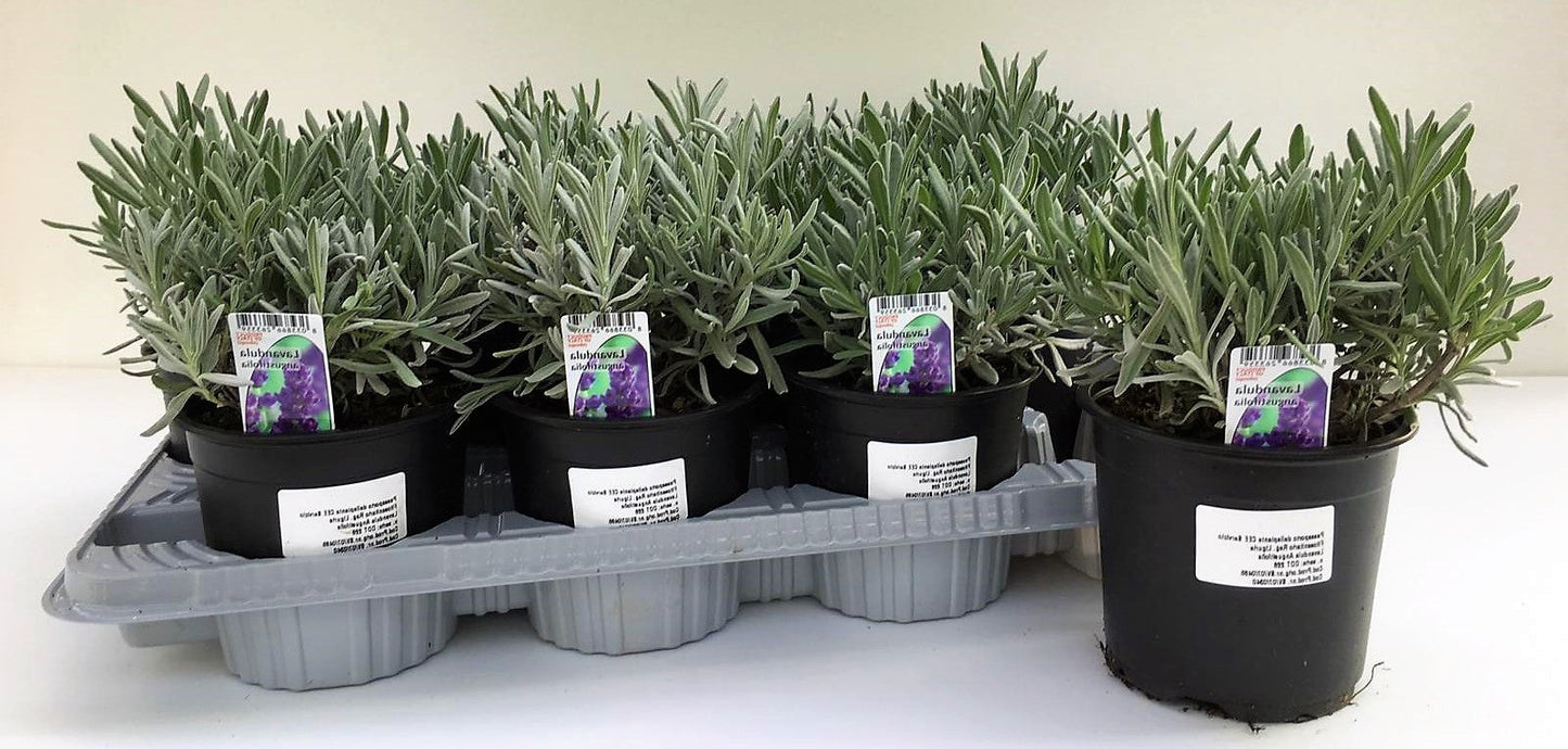 Lavender Herb, Lavandula Dentata – image 5