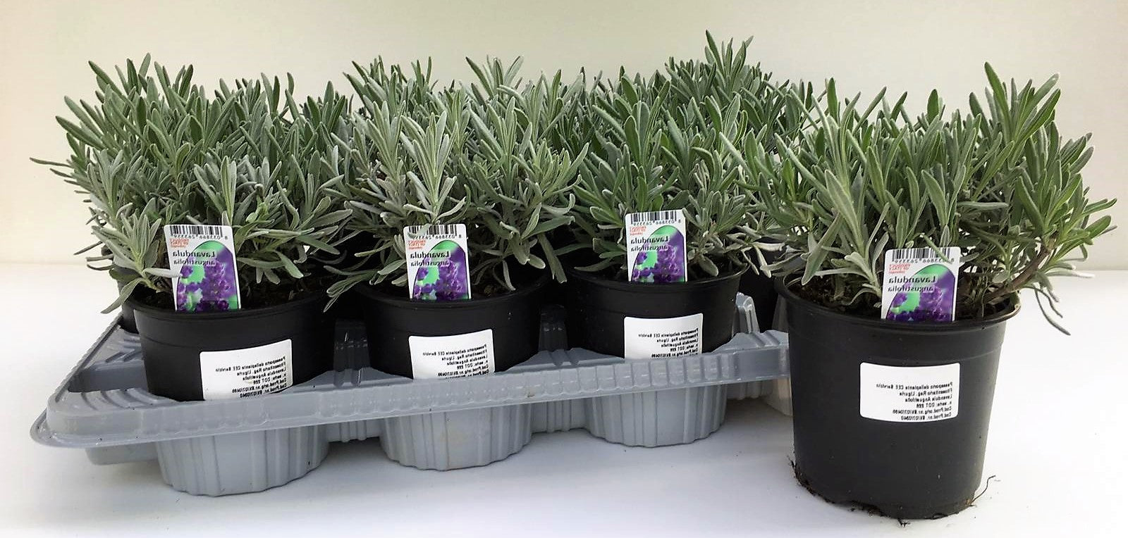 Lavender Herb, Lavandula Dentata – image 5