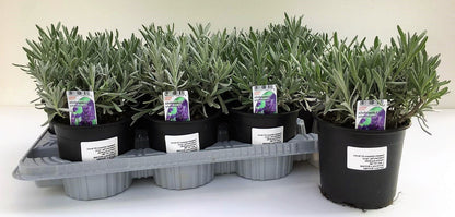 Lavender Herb, Lavandula Dentata – image 5