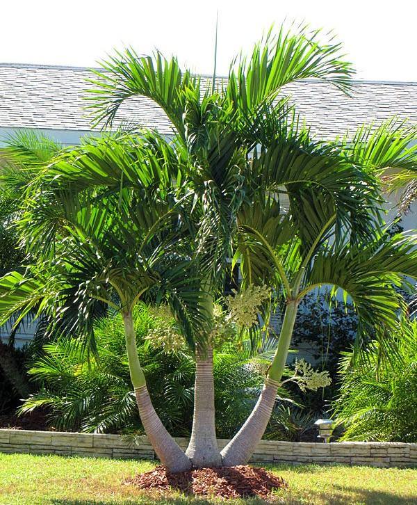 Manila Palm, Veitchia Merrillii – image 7