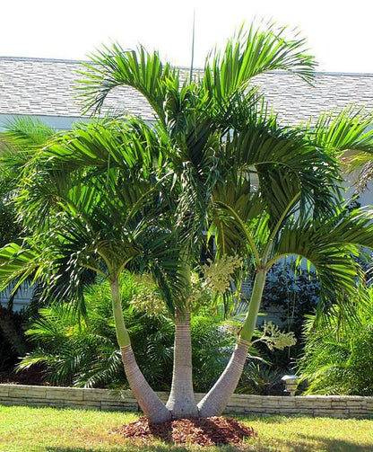 Manila Palm, Veitchia Merrillii – image 7