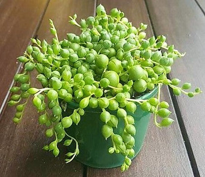 String of Pearls, Senecio Rowleyanus – image 5