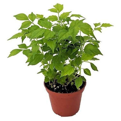 China Doll Plant – image 5