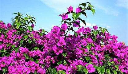 Bougainvillea Alexandra , Purple Paper Flower – image 3