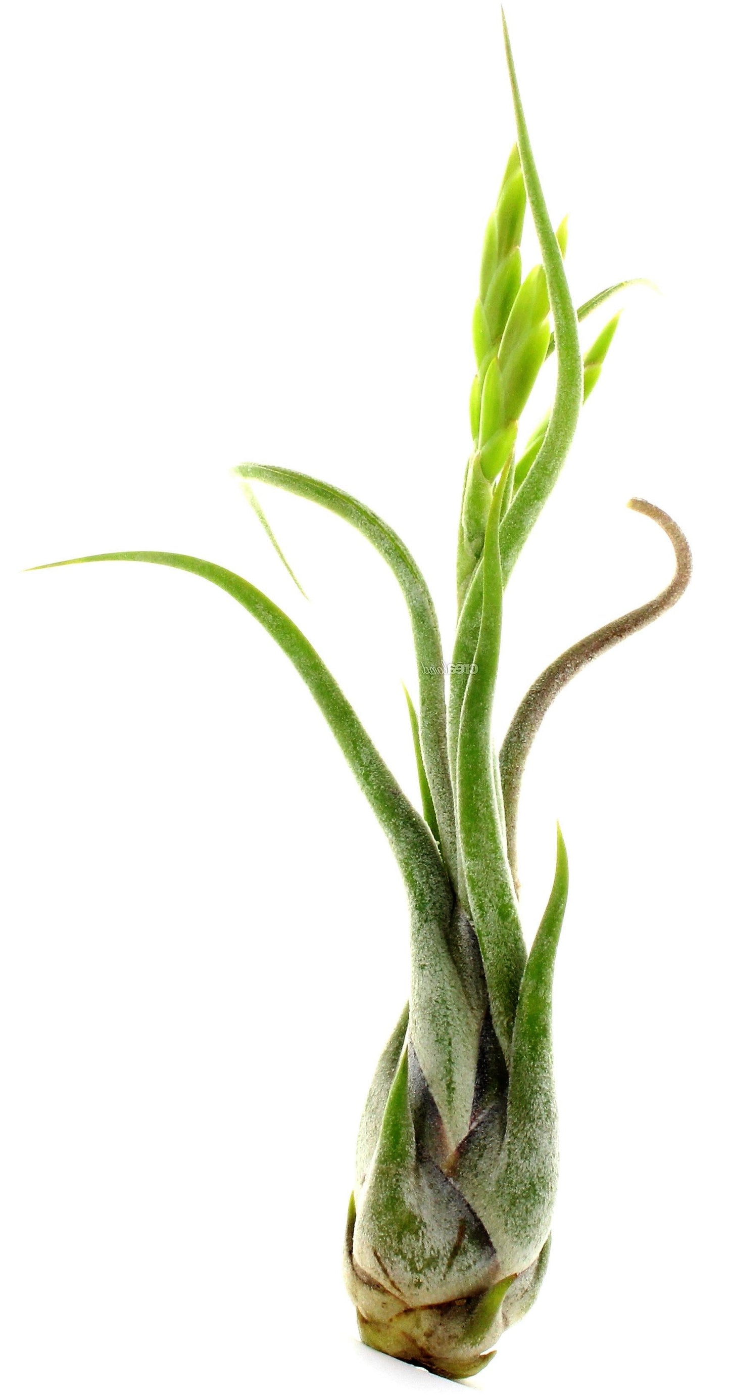 Tillandsia Caput-Medusae – image 5