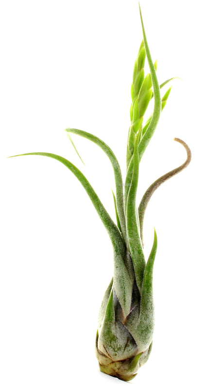 Tillandsia Caput-Medusae – image 5