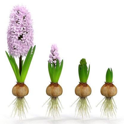 Hyacinth Bulb Fragrance – image 8