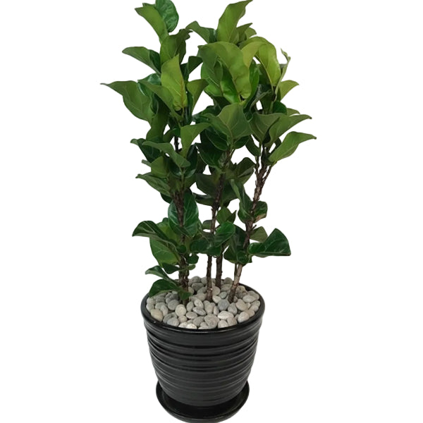 Ficus Lyrata - Fiddle Leaf Fig – Green Plants