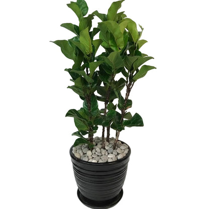 Ficus Lyrata - Fiddle Leaf Fig – Green Plants