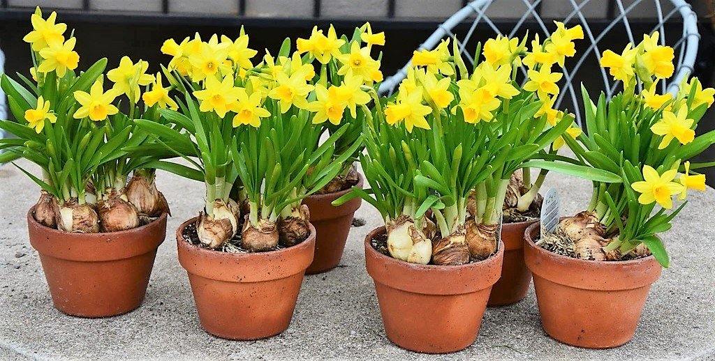 Daffodil Narcissus - Seasonal Flowering Bulb Plant – Green Plants