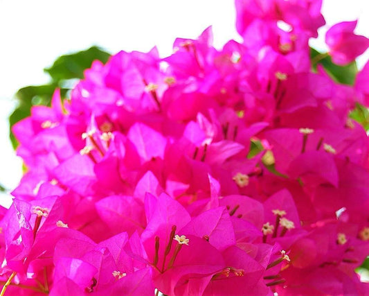 Bougainvillea Spectabilis Pink – image 2