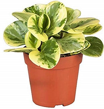 Peperomia marble, Variegated Peperomia – image 3