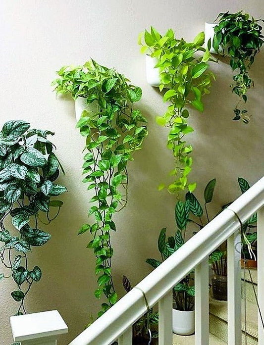 Money Plant, Epipremnum Aureum (small) – image 2
