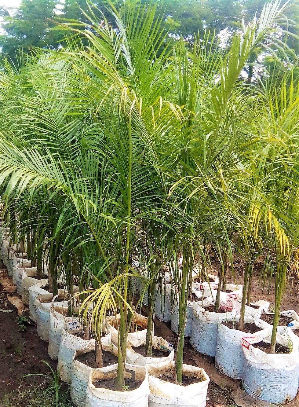 Royal Palm, Roystonia Regia – image 4