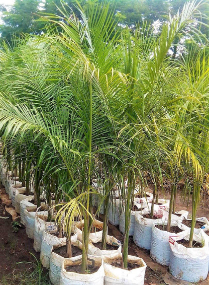 Royal Palm, Roystonia Regia – image 4