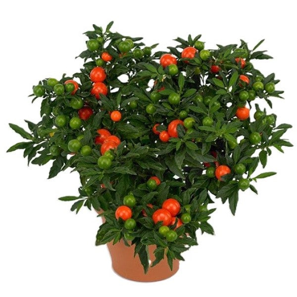 Jerusalem cherry, Solanum pseudocapsicum – image 3