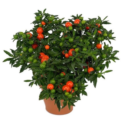 Jerusalem cherry, Solanum pseudocapsicum – image 3