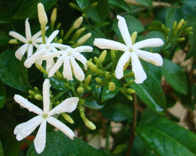 Jasminum Grandiflora, Grandiflorum, Jasmine Climber – image 7