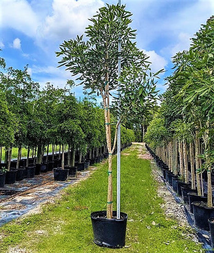 Trumpet Tree, Tabebuia pentaphylla, Tabebuia Rosea – image 4