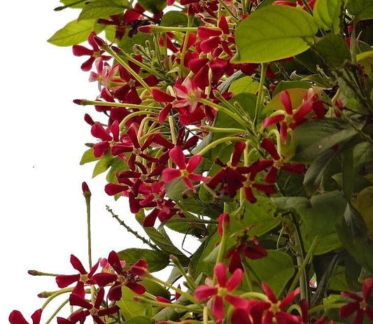 Rangoon Creeper , Quisqualis Indica, Red Jasmine – image 2