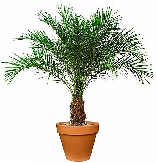 Phoenix Roebelenii, Miniature Date Palm, Dwarf Pygmy Date palm – image 5