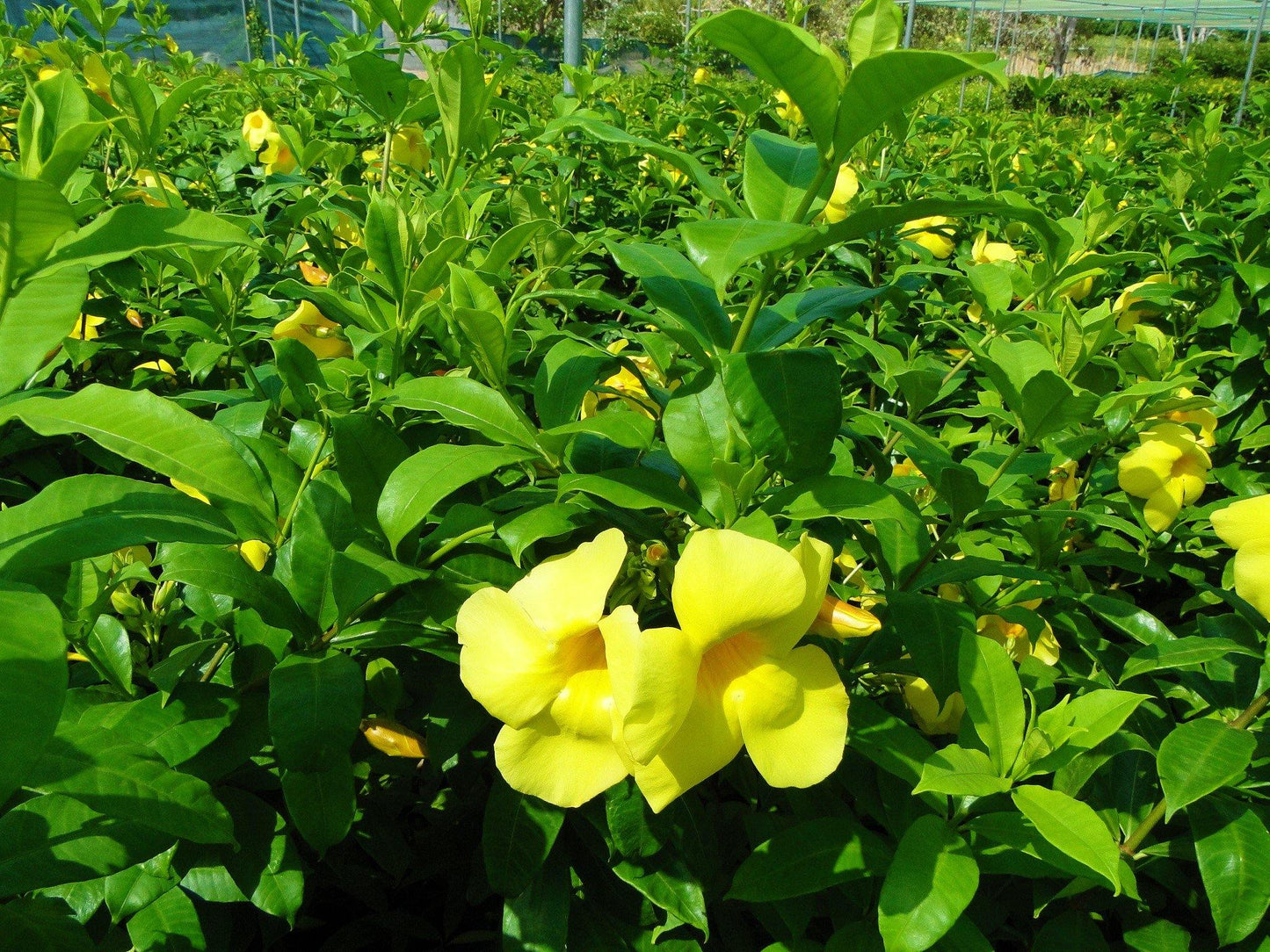 Allamanda Cathartica, Golden Trumpet – image 5