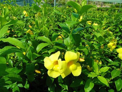 Allamanda Cathartica, Golden Trumpet – image 5