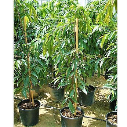 Ficus Amstel Queen – image 6
